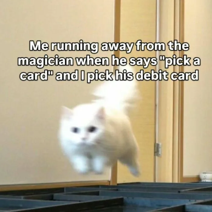 These 77 Relatable Cat Memes Are The Best Way To Start The Day With A Smile