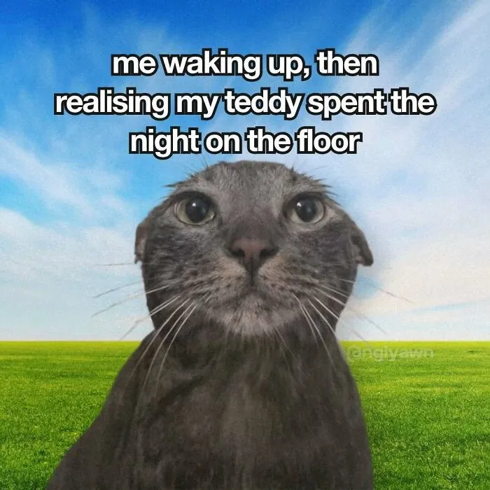 Funny cat meme about waking up to find teddy on the floor with a concerned cat
