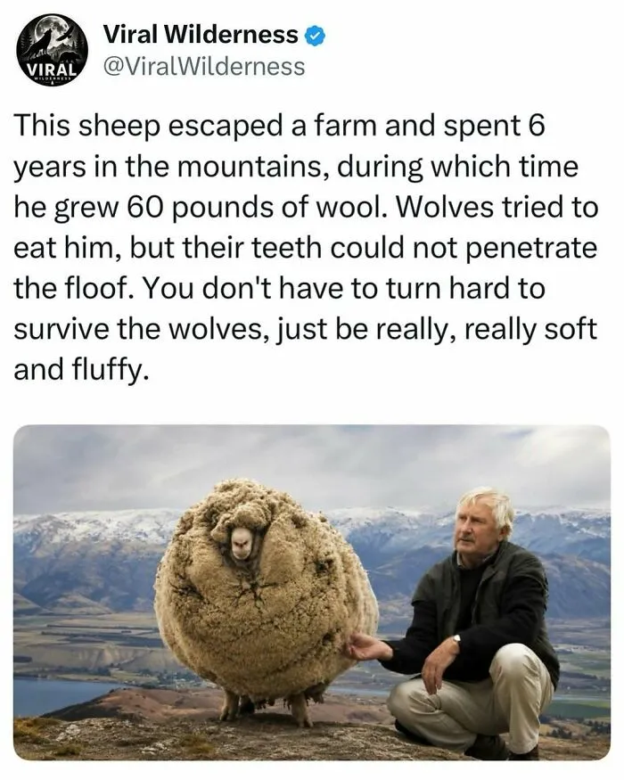 Man sitting beside a sheep with 60 pounds of wool that survived wolves in the mountains