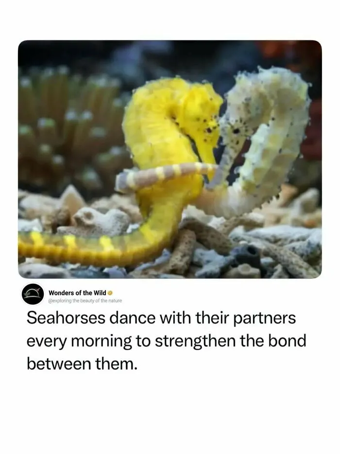 Two yellow seahorses dancing together in the ocean, showcasing fun facts about animals.