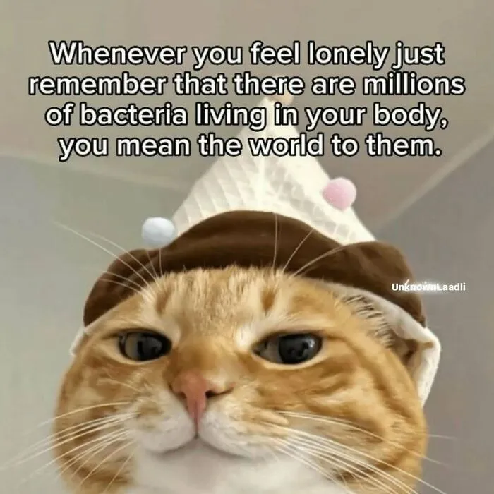 These 77 Relatable Cat Memes Are The Best Way To Start The Day With A Smile