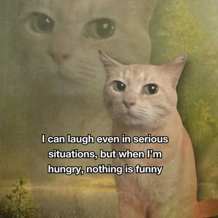 These 77 Relatable Cat Memes Are The Best Way To Start The Day With A Smile