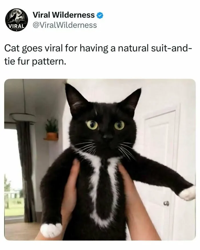 Black cat with natural suit-and-tie fur pattern going viral on social media