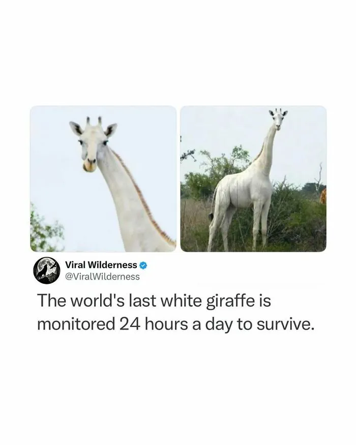 86 Fascinating Animal Moments That Show Just How Incredible Nature Can Be