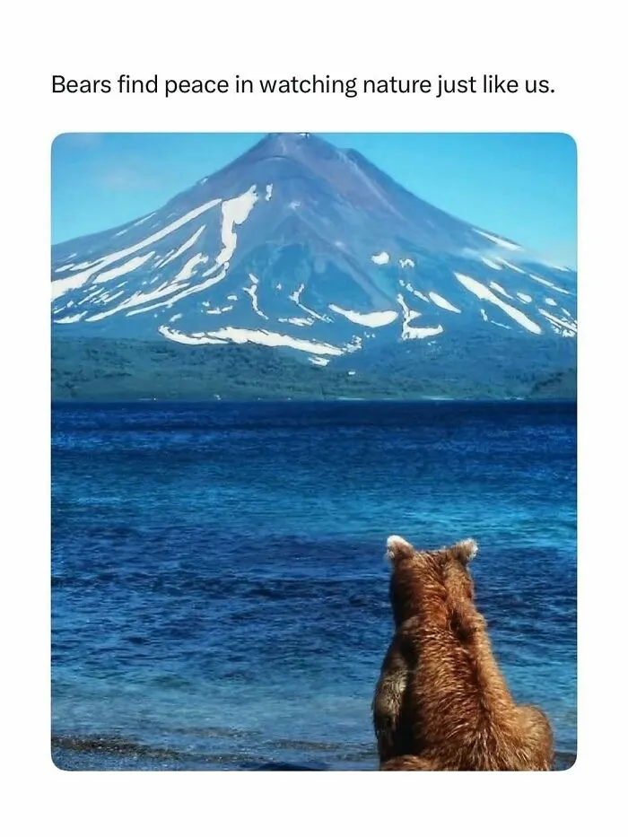 Bear watching blue lake and mountain in peaceful nature