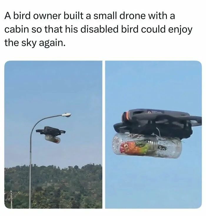 A small disabled bird riding inside a custom drone cabin, one of many fascinating stories found online.