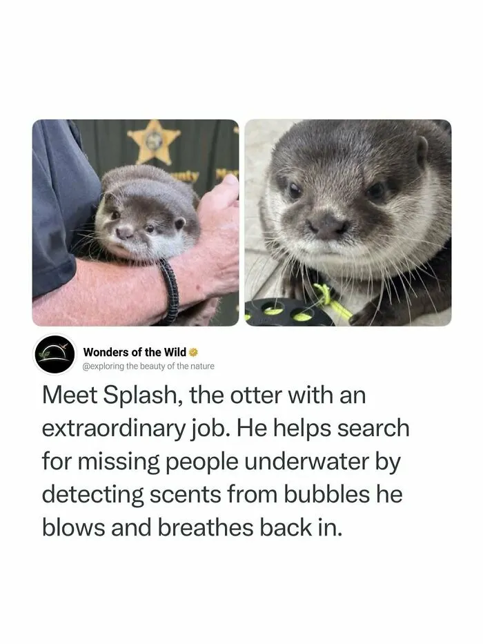 An adorable rescue otter named Splash, representing interesting facts about search animals