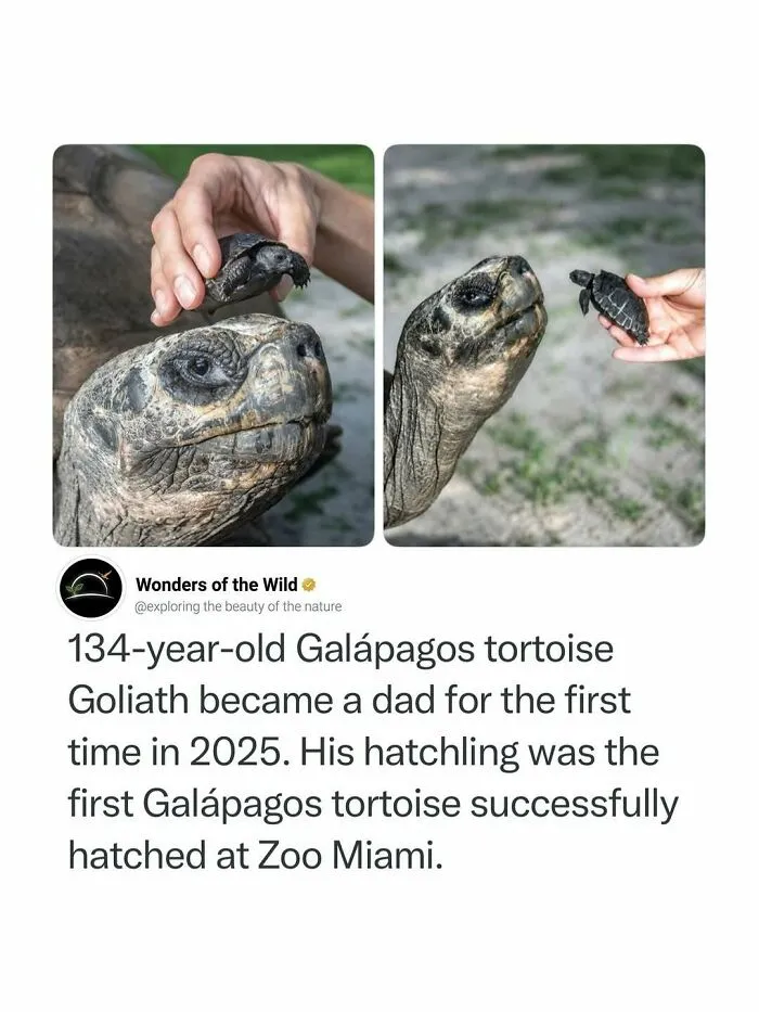 Fun facts about a one hundred and thirty four year old Galapagos tortoise with its first hatchling.