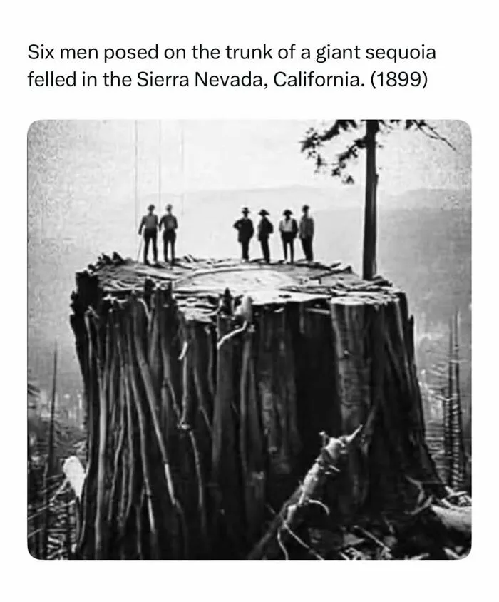 Historical black and white photo of six men standing on a giant sequoia tree trunk.