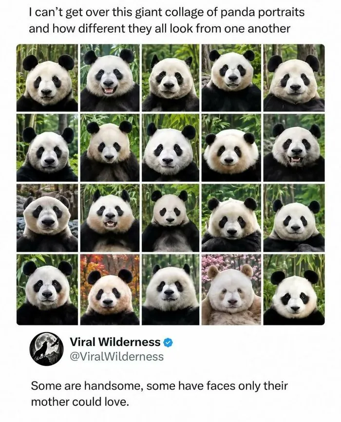 Collage of diverse panda portraits showing unique facial features and expressions in nature