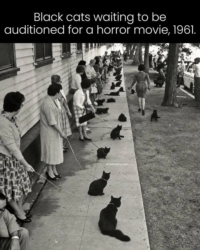 A long line of women holding black cats during a 1961 movie audition, from photos from history