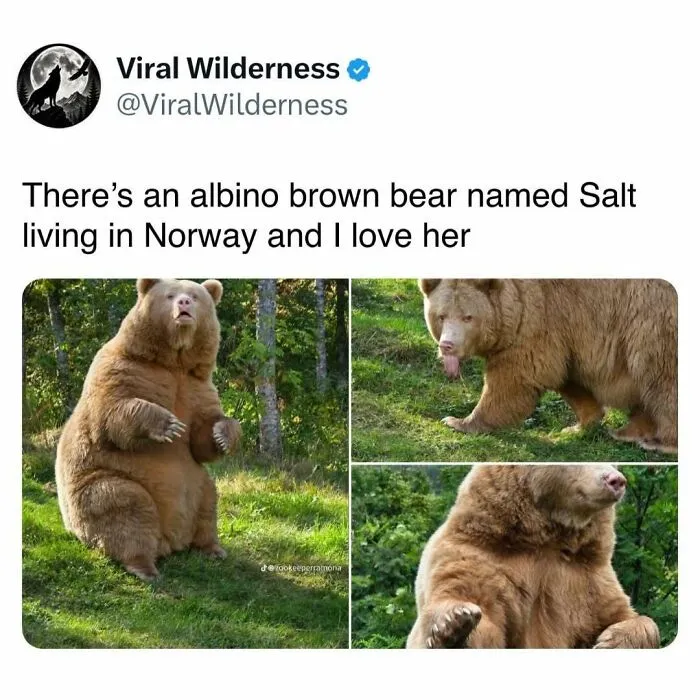 Albino brown bear named Salt photographed in Norway wilderness