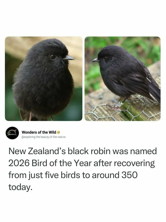 Interesting facts about New Zealands black robin highlighting its recovery from near extinction