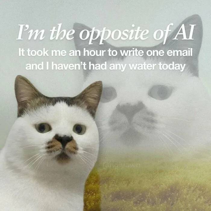Black and white cat meme with text about taking an hour to write one email relatable cat memes