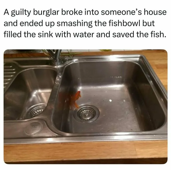 Goldfish swimming safely inside a kitchen sink, shared as heartwarming random finds.