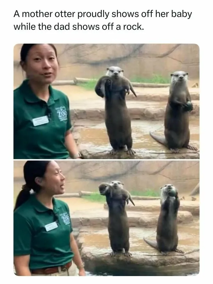 Mother otter holding baby and dad otter holding a rock, a random find from the internet