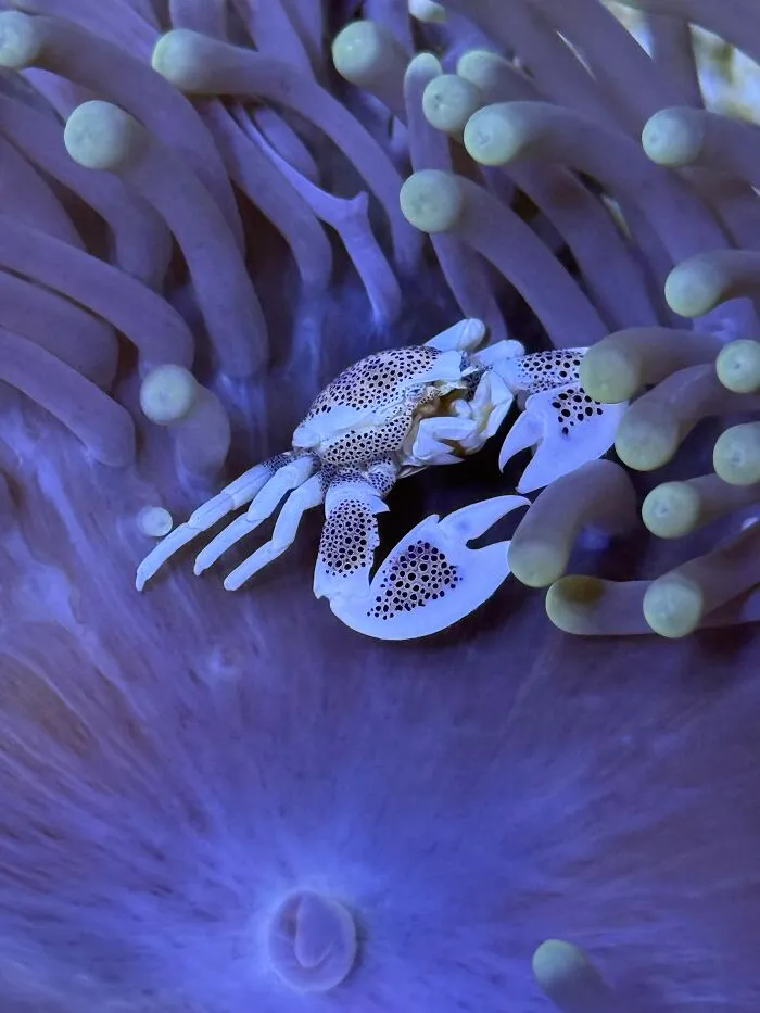 “Small Crab, Big Anemone” By Ellie Richards