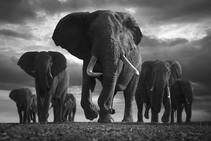 Forever Elephants
