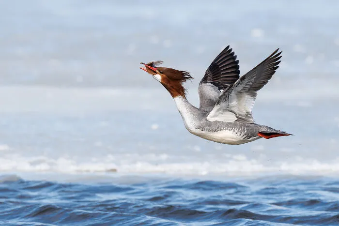 Female Bird,, 2026 Winner: Gail Bisson