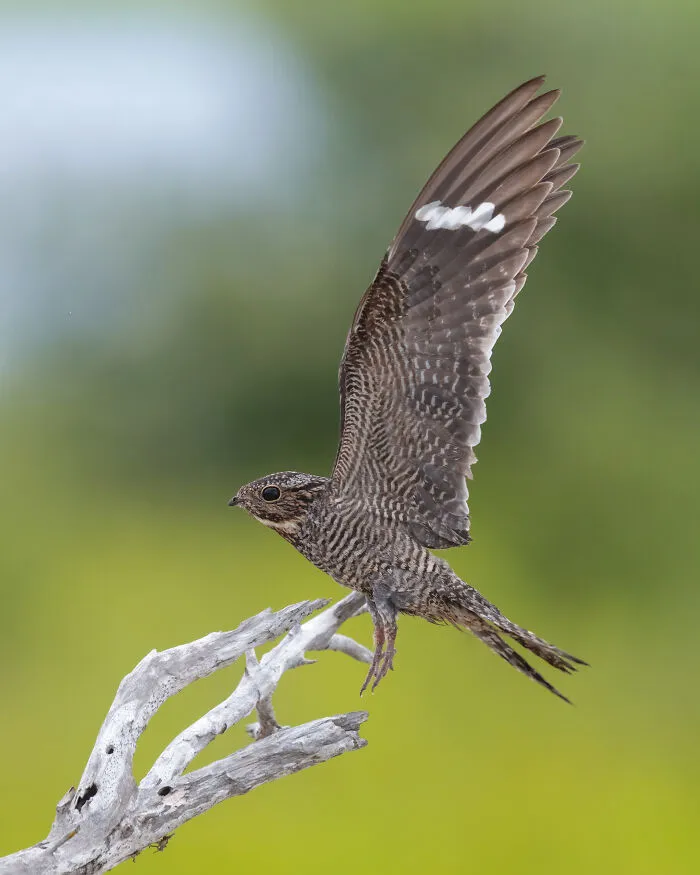 Female Bird, 2026 Honorable Mention: Peter Brannon