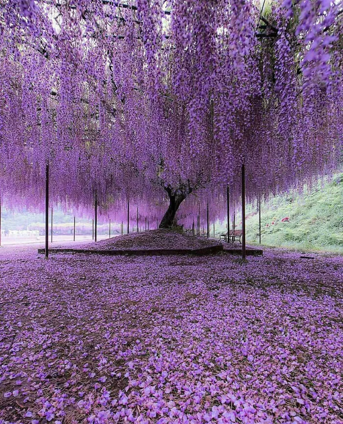 🔥 200 Year-Old Wisteria In Japan 🔥