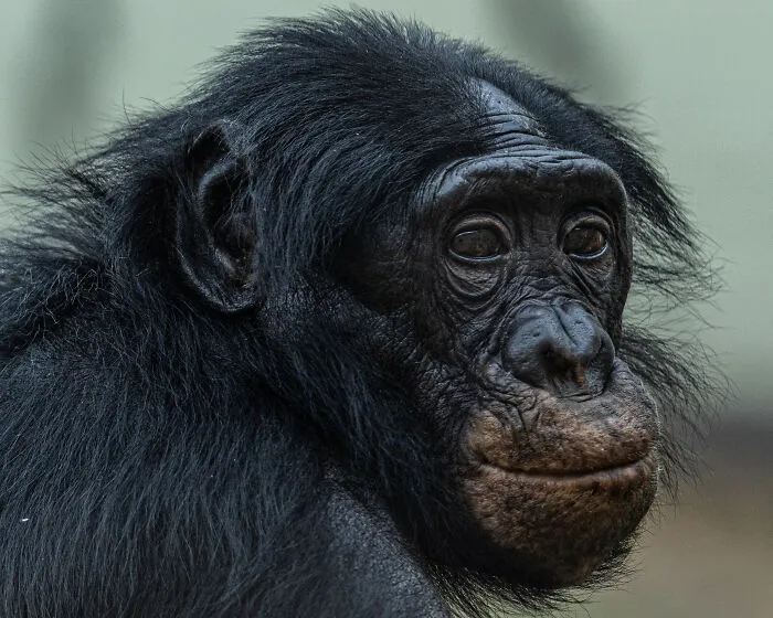 “Our Endangered Brothers” By Fred Wall