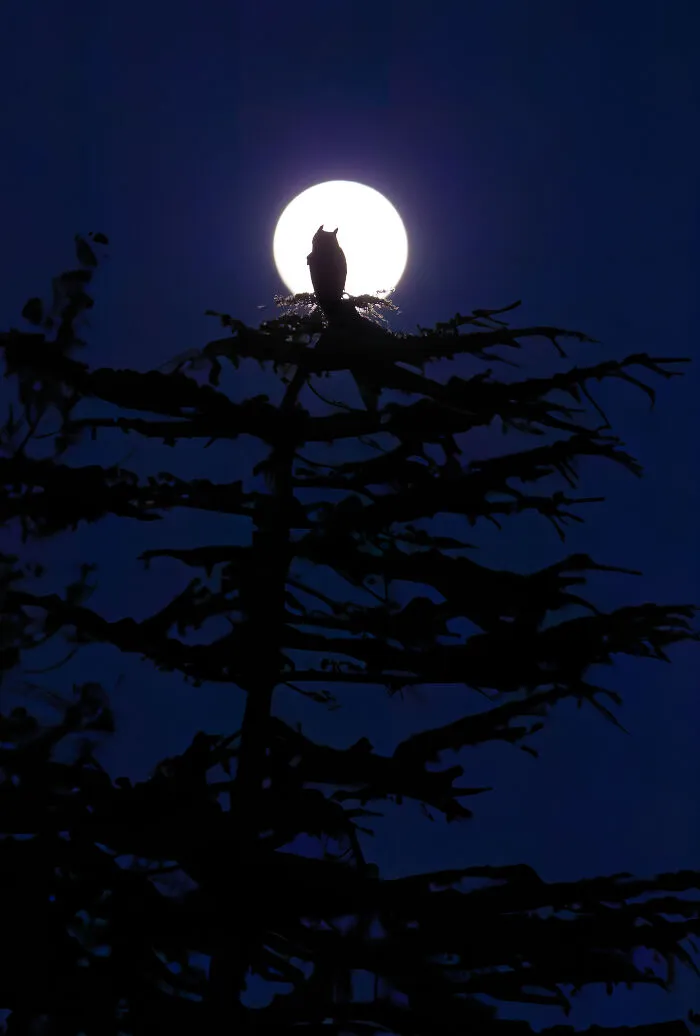 Youth Overall Winner; Gold, 15-17 Years: Moonlit Night By Parham Pourahmad