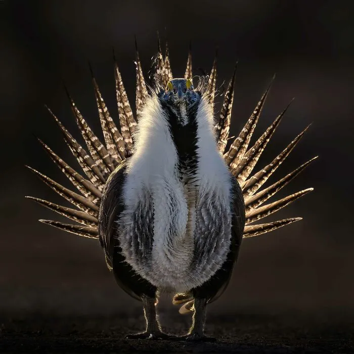 Gold, Best Portrait: Radiant By Thomas Deliberto