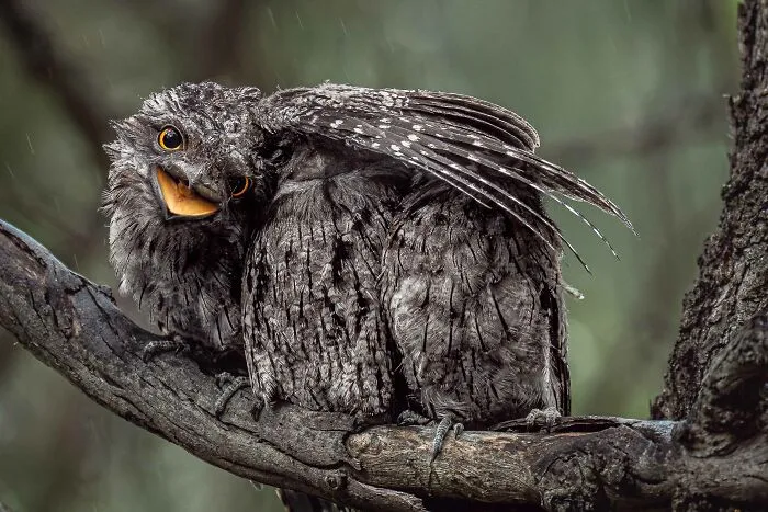 Gold, Bird Behaviour: I'm Keeping Everyone Dry By Donald Chin