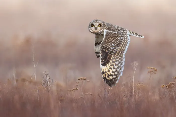 Gold, Birds In Flight: Eye-To-Eye With A Short-Eared Owl By Ivan Sjögren