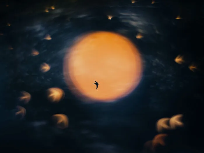 Gold, Creative Perspectives: Sundance By Åsmund Keilen