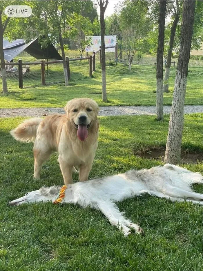 A fluffy golden retriever looking once, twice at an extremely long white dog lying down in the grass.