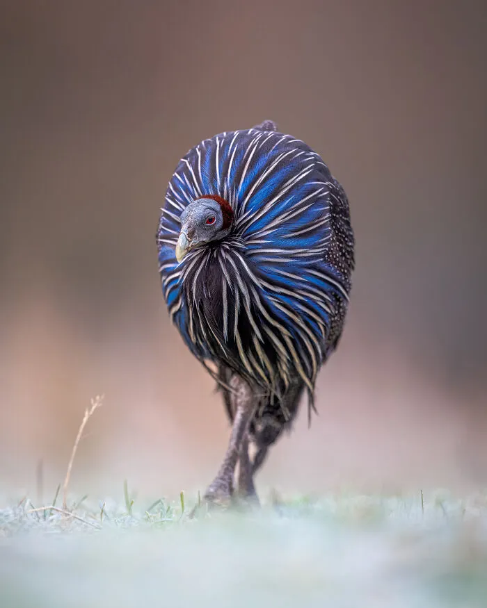 “Frosty Vulturine” By Gareth Clifford