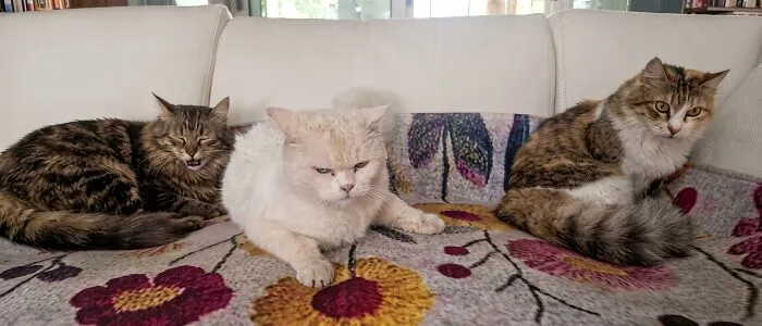 Council Of Weirdos