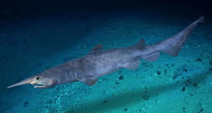 Strange goblin shark species swimming at the bottom of the ocean