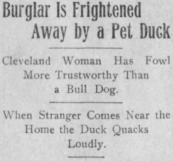 Newspaper headline about burglar frightened away by a pet duck