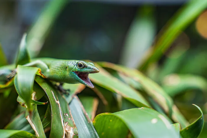 “The Singing Skink” By Jagz Bharth