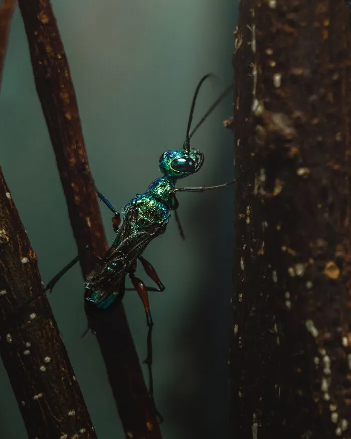 “Cockroach Wasp” By Jennifer-Louise Read