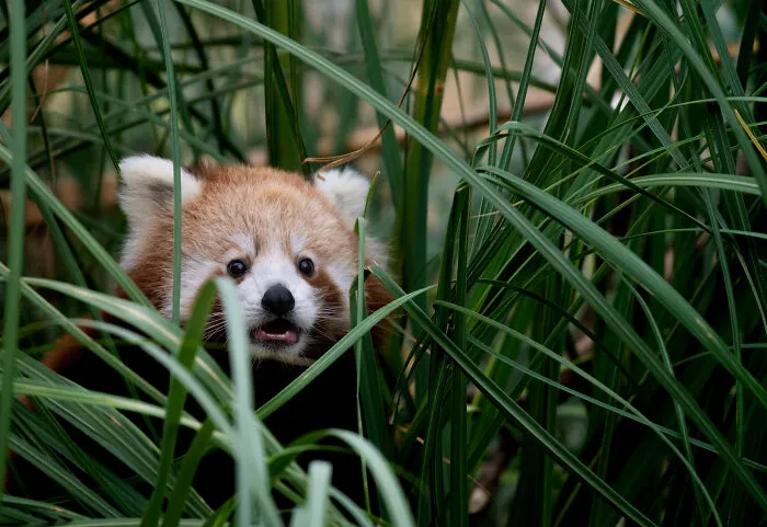 “Baby Panda Surprise” By Jo Brown