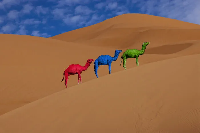 Surreal photo of three camels painted red, blue, and green walking on sand dunes