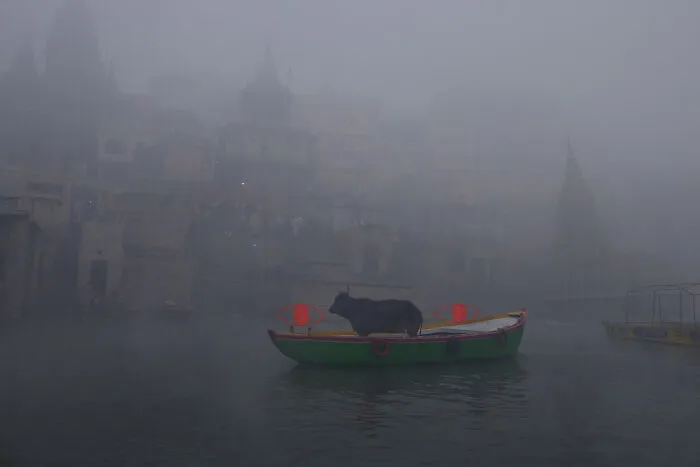 Cow standing on small boat with red eyes on foggy river in surreal art expedition