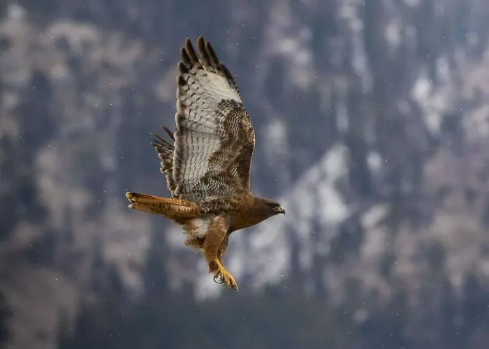 A Hawk's Winter Flight By Sawyer Jones