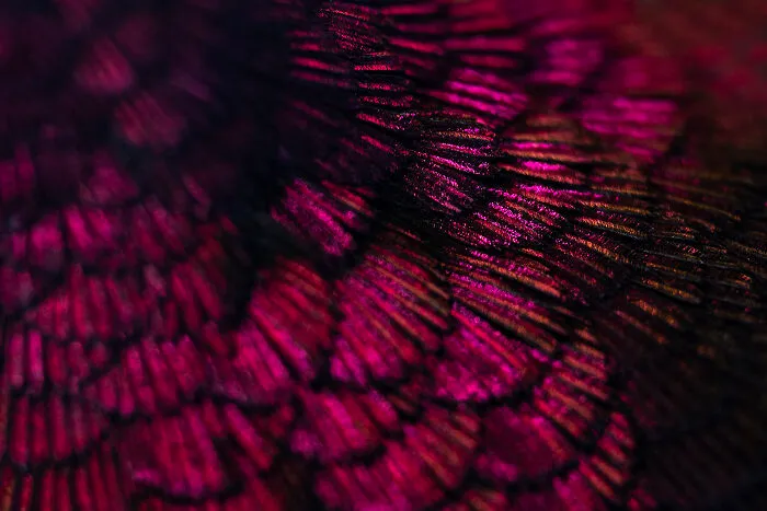 Feathers By Zoltan Toth