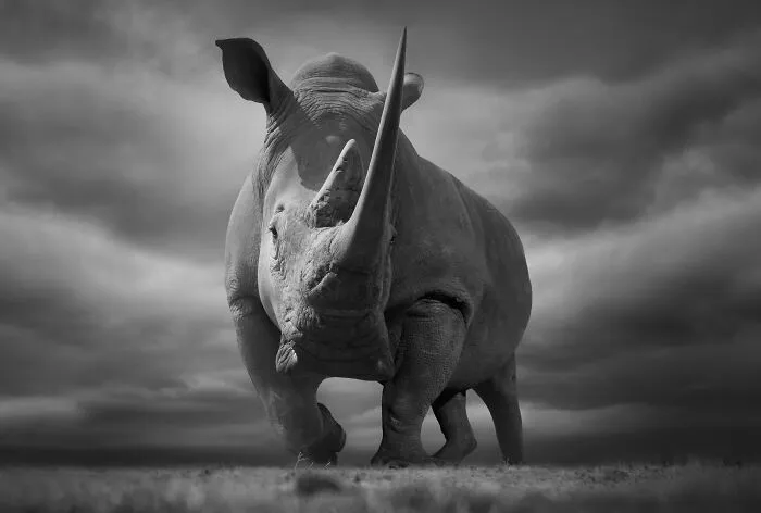 Bw Mfalme - Persson's Favorite Photo
