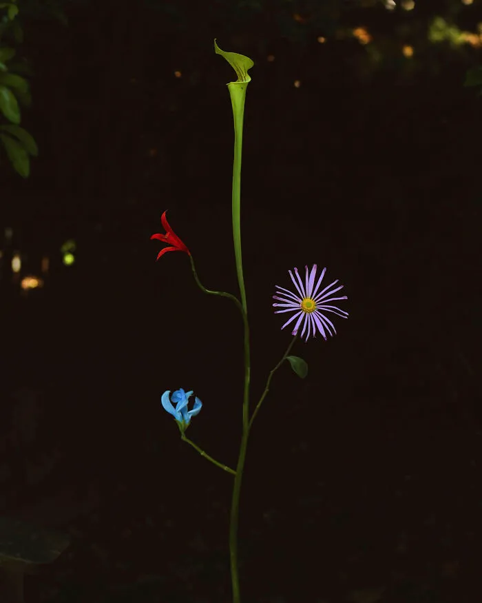 Night Species No.2