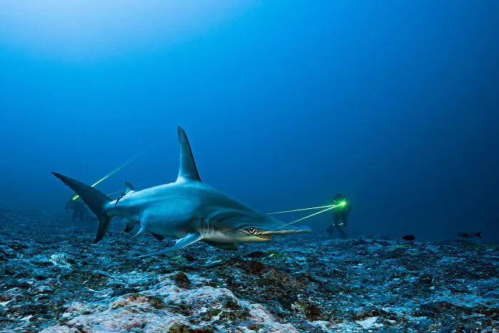 Conservation (Hope) Photographer Of The Year, 1st Place - Thomas Pavy