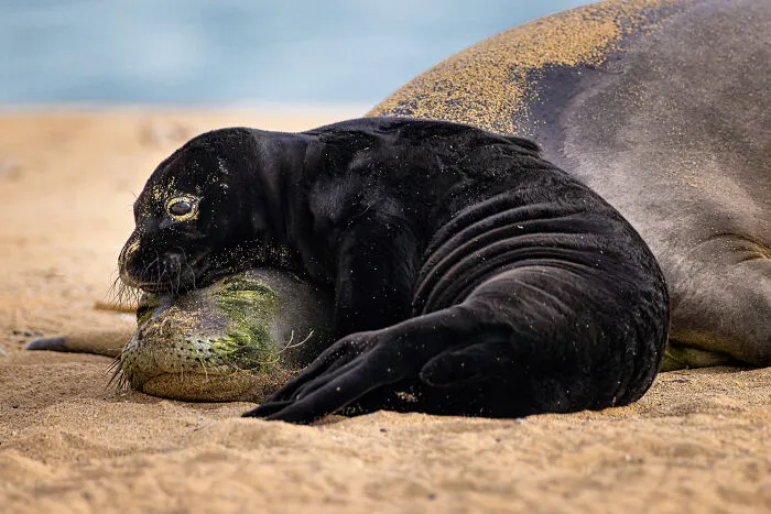 Conservation (Hope) Photographer Of The Year, Finalist - Leighton Lum