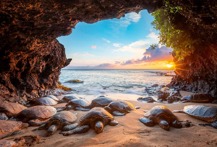 Conservation (Hope) Photographer Of The Year, Finalist - Leighton Lum