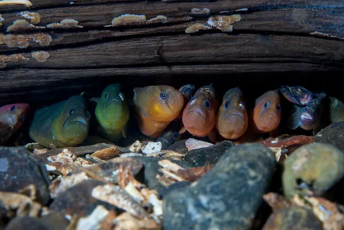 Wildlife Photographer Of The Year, 3rd Place - Ariel Mei Gliboff