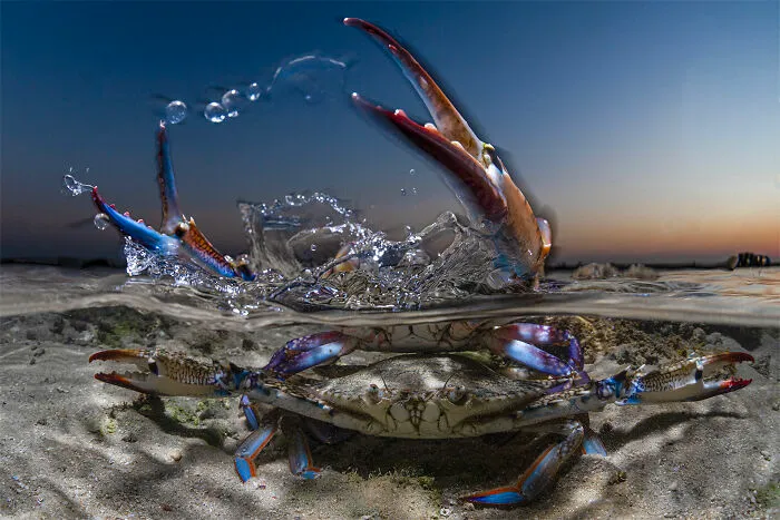 Wildlife Photographer Of The Year, Finalist - Abdulaziz Al Saleh
